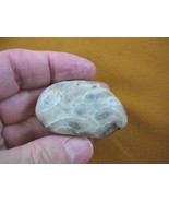 (F831-350) 2&quot; inch unpolished Petoskey stone fossil coral specimen MI st... - $335.40 MXN