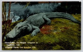 Okeechobee Largest Alligator In Captivity Los Angeles California Postcard X23 - £5.46 GBP