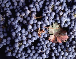 Vitis Vinifera Cabernet Sauvignon Wine Grape Seeds Fresh USA Fast Shipping - £11.96 GBP