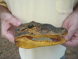 (G-Def-88) 6-1/8&quot; Deformed Gator Alligator Aligator Head American Americanus - £55.29 GBP