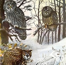 Gray Snowy Great Horned Owls 1955 Plate Print Birds Of America Nature Ar... - $650.23 MXN