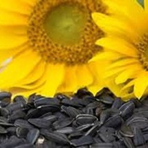 Peredovik Sunflower Seeds Gardening Fresh USA SHIPPING - £7.87 GBP