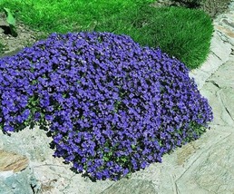 50 Aubrieta Bright Blue Rock Cress Seeds Perennial Flower Deer Resistant - £14.35 GBP