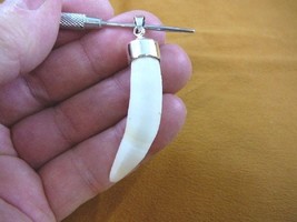 g968-59-12) Big 2-1/8&quot; GATOR Alligator Tooth Teeth SILVER CAPPED pendant... - $100.03