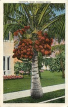 1937 Postcard Coconuts Palm Tree Miami Florida Fl - £4.35 GBP