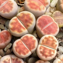 Lithops Karasmontana V Mickbergensis C168 Living Stone 10 Seeds Gardening Fresh  - £7.88 GBP