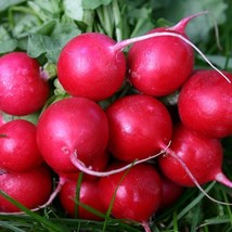 BPA Cherry Belle Radish Seeds 125 SeedsNon Gmo Fast Harvest From US - £7.16 GBP