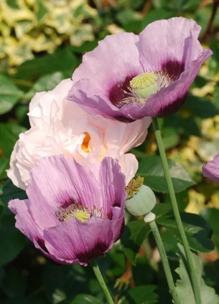 1000 Single Lilac Poppy Papaver Purple Heirloom Flower Seeds Fresh Garden - £7.11 GBP