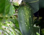 25 Straight Eight Cucumber Seeds Non-Gmo Heirloom Fresh Garden Seeds Fas... - £7.22 GBP