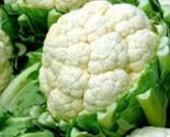 Cauliflower Seeds 300 Snowball Y Improved Vegetables Culinary Fast Shipping - £7.20 GBP