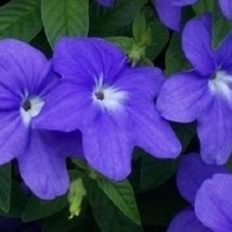 50 Blue Browallia Annual Flower Seeds, Garden - £12.02 GBP