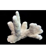 Cats Paw Coral 5 - 7&quot; ocean decor beach theme nautical sea life wedding - €44,08 EUR