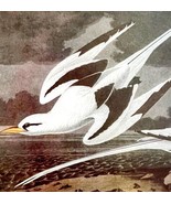 Yellow Billed Tropic Bird 1950 Lithograph Print Audubon Nature 1st Ed DW... - €26,14 EUR