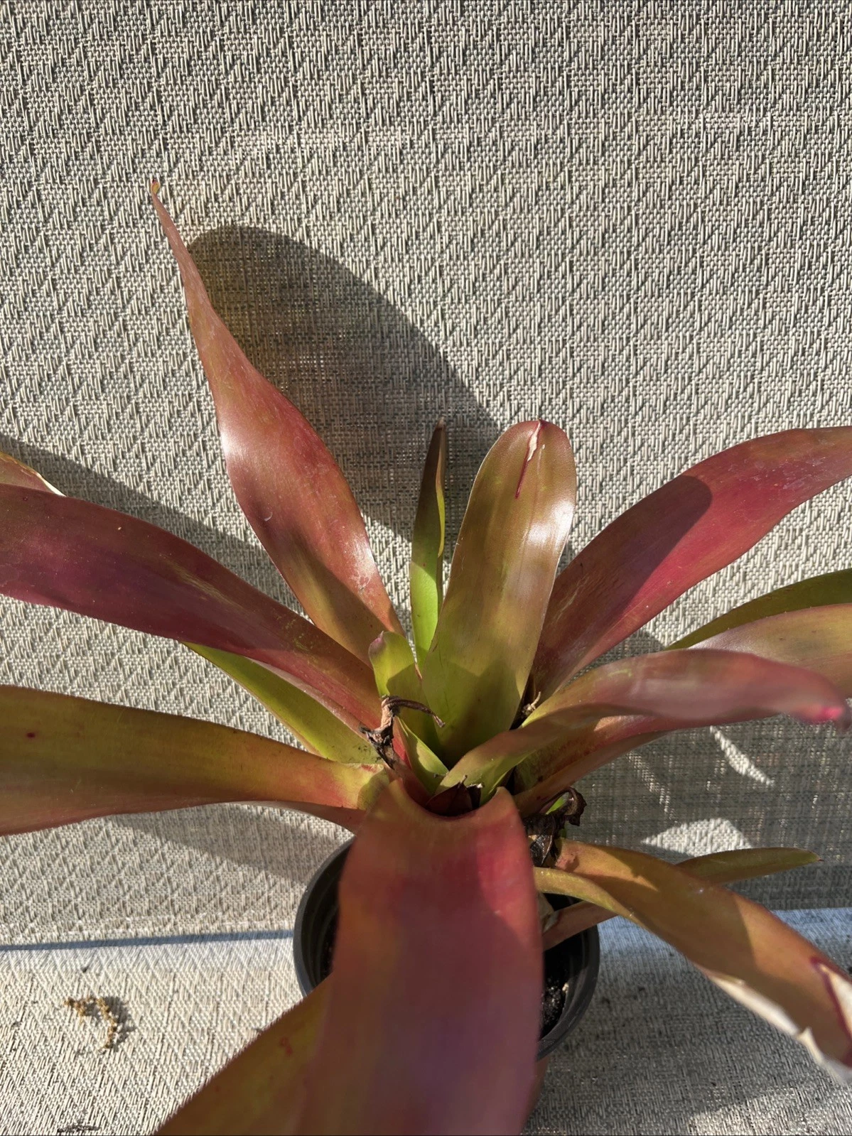 BROMELIAD Neoregelia ELTONIANA Colorful Specie! Offset! - $27.65