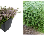 Top Seller - Fairy Elfin Thyme Plant - World&#39;s Smallest Thyme - 2.5&quot; Pot... - £23.53 GBP