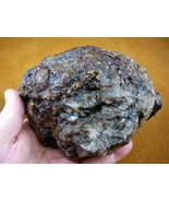 (DF844-133) 3 lb Fossil REAL DINOSAUR POOP Coprolite Dino fossils DUNG P... - €61,39 EUR