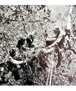 Golden Eagle Nest In Sycamore Tree Juveniles 1936 Bird Print Nature DWU13 - $372.45 MXN