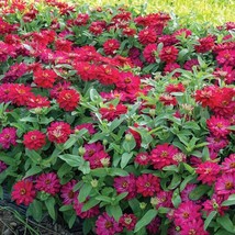 SL 100+ Zahara Double Cherry Zinnia Seeds For Garden - Usa - ! - $4.73