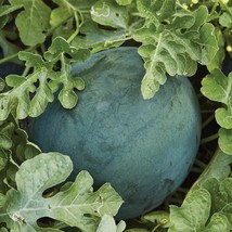 Sugar Baby Watermelon Seeds Icebox Watermelon Compact - $7.99