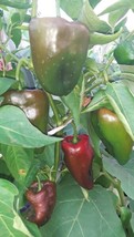 75 SEEDS ANCHO POBLANO PEPPER HEIRLOOM SEEDS BOOST GARDEN FAST - £6.38 GBP