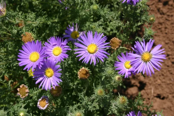 Tahoka Daisy Premium Flower Elegant Fresh Seeds - £9.71 GBP