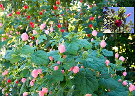 LWK 7 Pink &amp; 8 Red Turk&#39;S Cap Seeds Sleepy Mallow Hibiscus Organic 10 Ha... - $12.93