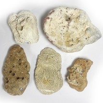 Coral Fossil Specimen Lot of 5 Pieces 3&quot; - 5&quot; Sandstone Beach Ocean Decor - $9.99