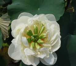 1 seeds Heirloom Fragrant White Wrinkled Nelumbo Nucifera Lotus Seeds - £7.18 GBP