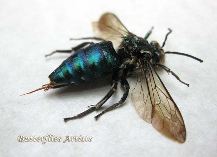 Metallic Green Blue Cuckoo Bee Mesoplia Species Framed Entomology Shadow... - $89.00