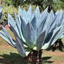 Agave Americana Sentry Or Century Plant Maguey American Aloe 10 Seeds - £13.84 GBP