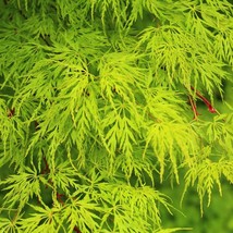 USA SELLER New 10 Upright Green Laceleaf Maple Japanese Seiryu Acer Palmatum Dis - £11.14 GBP