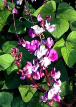 HSeeds 10 Purple Hyacinth Bean Seeds, Organic Crop Of 2023, Heirloom - £2.79 GBP