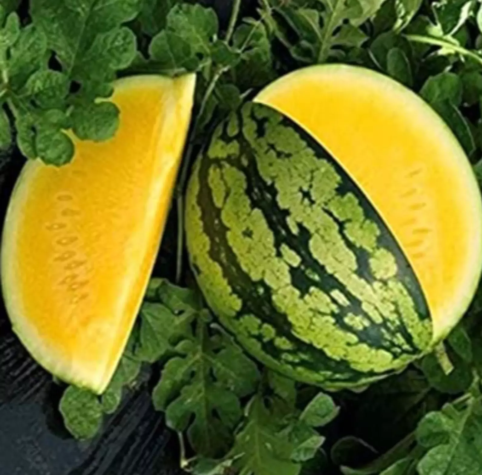 50+ Yellow Gem Watermelon Seeds - Non GMO - True Yellow - Very Sweet - $5.88