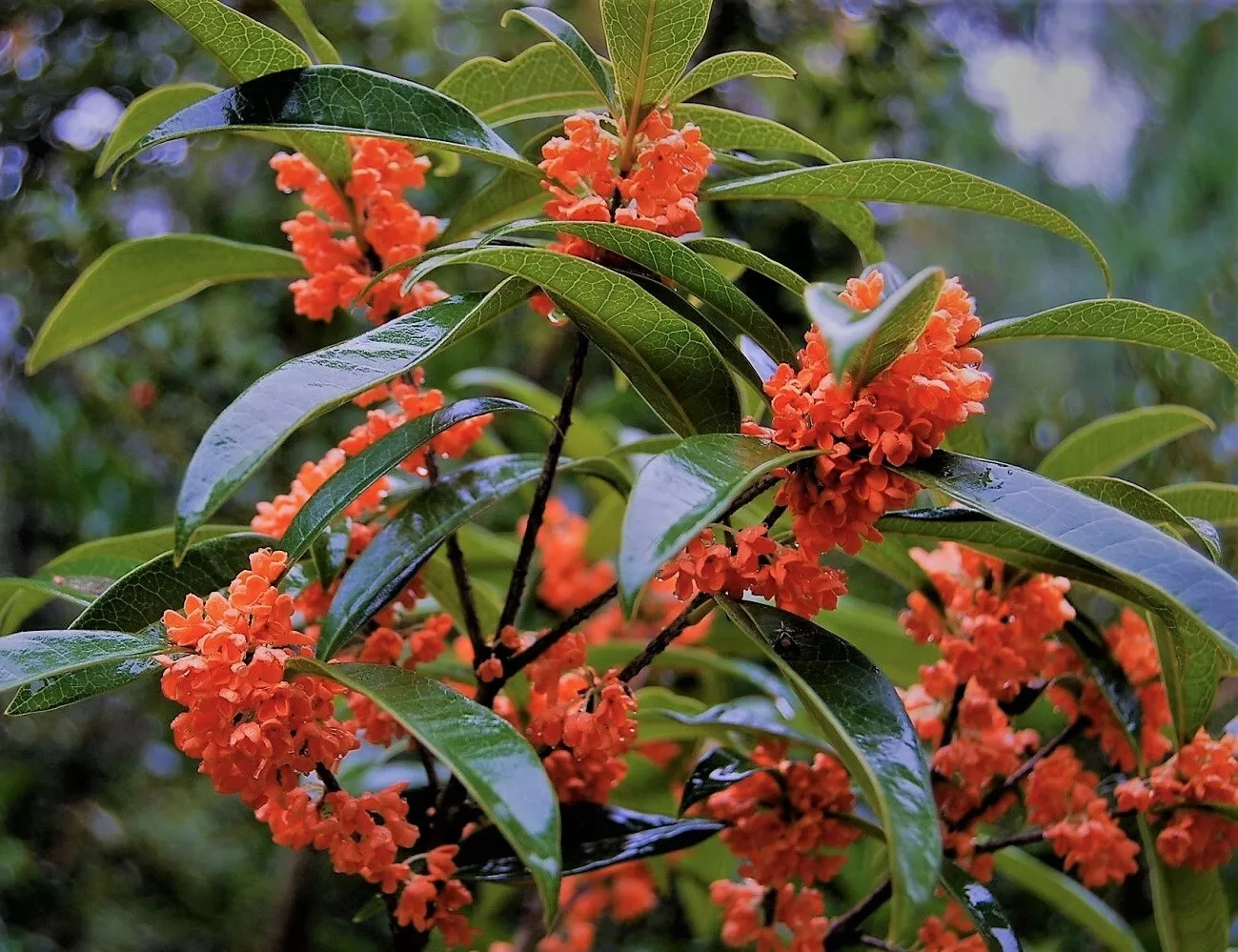 Red Flowering Fragrant Tea Olive - Live Plant (osmanthus) - $50.39