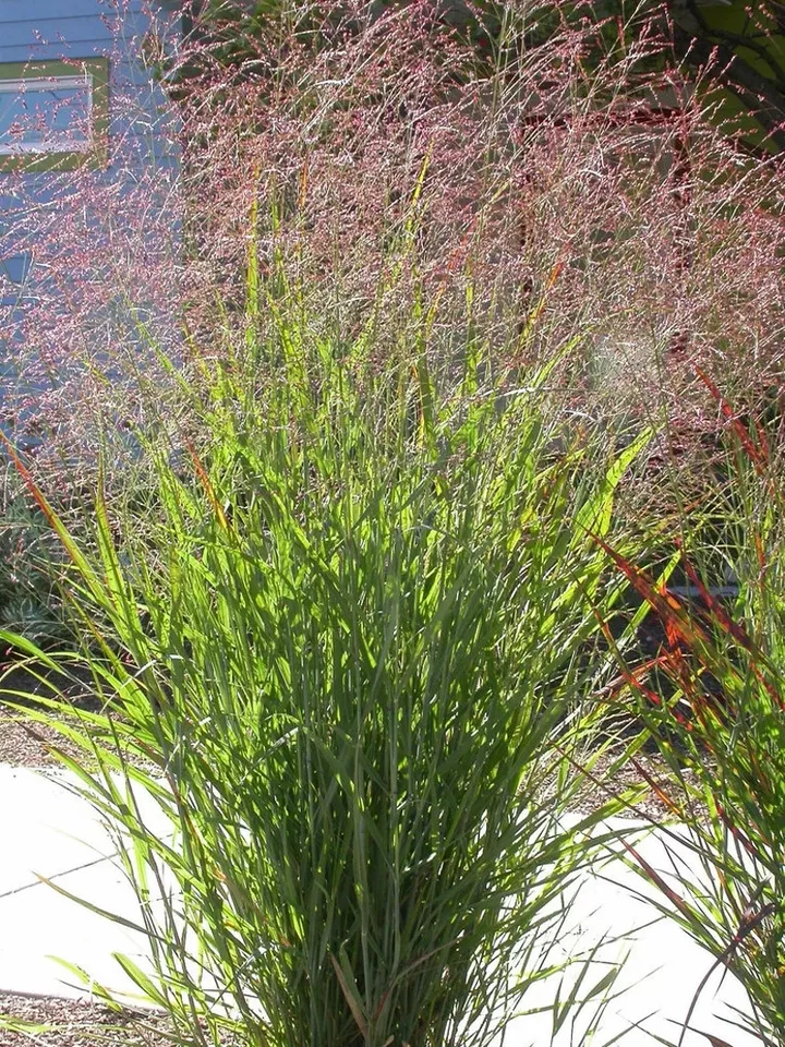 1000 Seeds SWITCHGRASS Tall Panic Switch Grass Panicum Virgatum Red Flower - $9.99