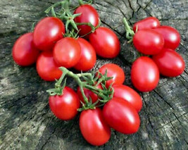 50 Seeds Crovarese Italian Grape Tomato Heirloom Tomatoes Juicy Vegetable Fresh  - £7.19 GBP