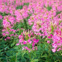 100 Jazzberry Spider Seeds Clome Spinosa Perennial US Fast Shipping - €7,68 EUR