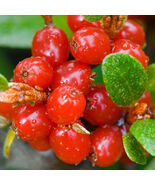 20 PCS Wild Buffalo Berry Hardy Plant Seeds Sweet Berry - $17.26 CAD