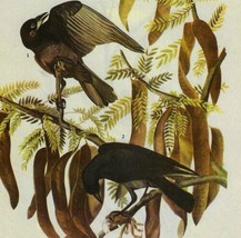 Fish Crow Bird 1946 Color Art Print John James Audubon Nature DWV2D - £23.44 GBP