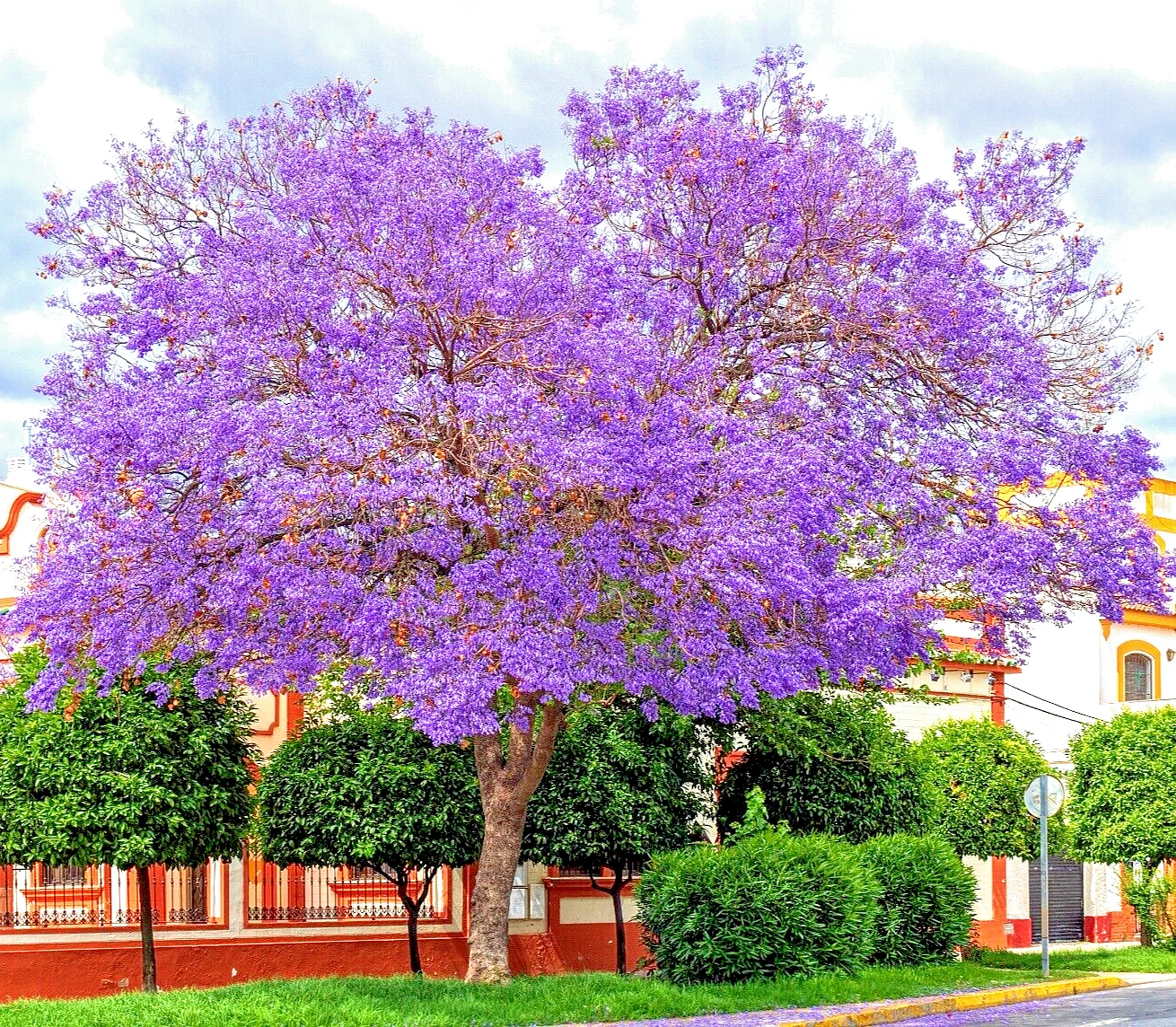 80 BLUE JACARANDA MIMOSIFOLIA SEEDS FAST GROWING PERENNIAL FLOWERING FER... - $5.24