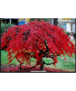Red Dwarf Japanese LACELEAF MAPLE Tree 10 Seeds - $9.99