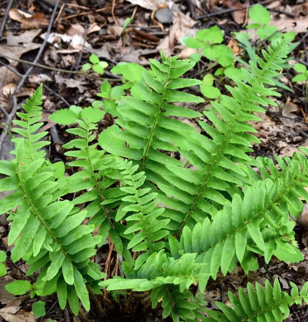 50 Christmas Fern Root Systems Christmas Dagger Polystichum acrostichoides - £79.26 GBP