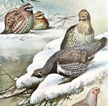 Grouse Partridge Bob-white 1955 Plate Print Birds Of America Nature Art DWEE33 - £23.56 GBP