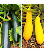 USA SELLER Zucchini &amp; Yellow Summer Squash Mix Combination Pack Bundle V... - £10.01 GBP