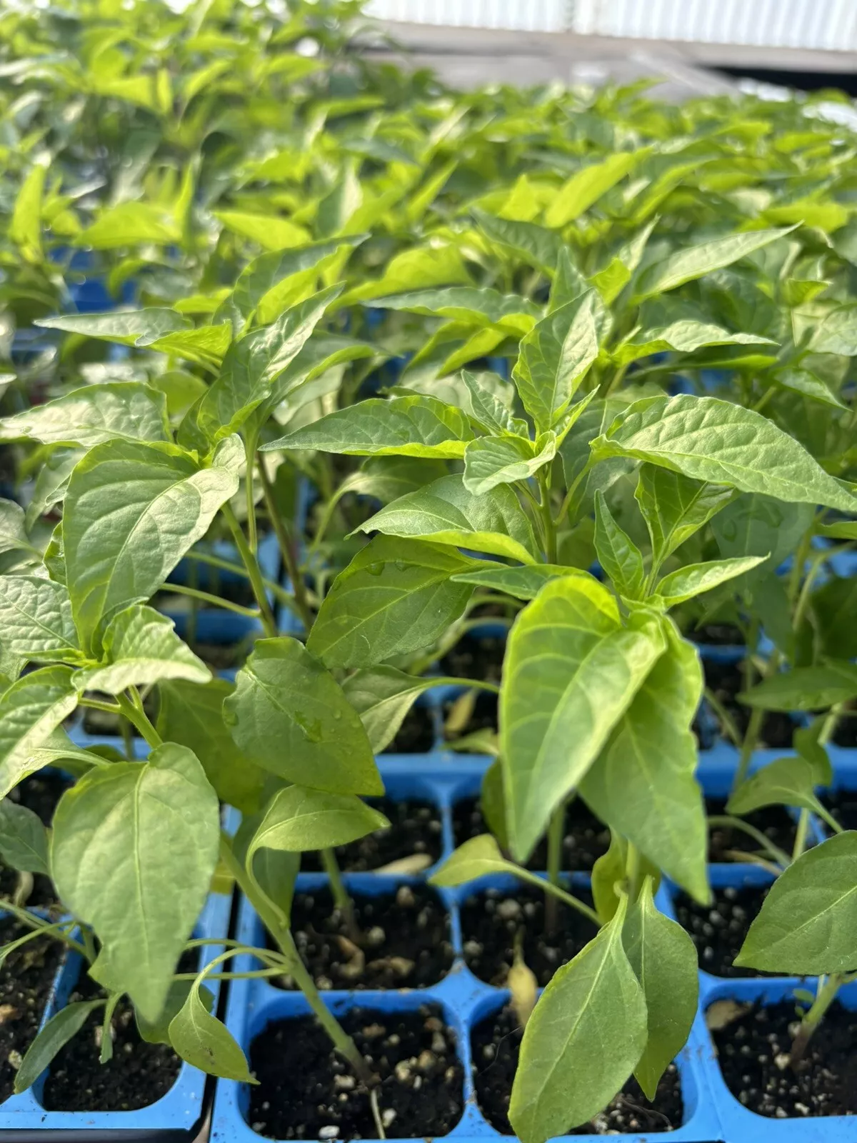 KUNG PAO CHILI LOT OF 3 Super Hot Pepper LIVE PLANTS 75 Days Old - $27.69