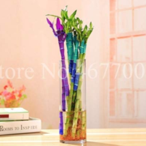 10  pcs Rainbow Lucky Bamboo Bonsai Small Potted Plants Purify Dracaena ... - $6.99