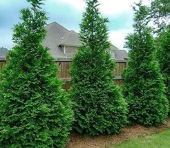 Murray Cypress Live Plant Fast Growing Evergreen - £18.09 GBP