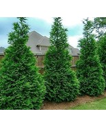 Murray Cypress Live Plant Fast Growing Evergreen - €20,02 EUR