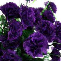 HGBO 100 Seeds Dark Purple Carnation Seeds Dianthus Flowers Seed Flower Perennia - £6.87 GBP