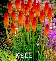 Goodidea 100 PCS/Lot Kniphofia Flower Seeds red hot pokers-plants So Pretty Long - $5.95